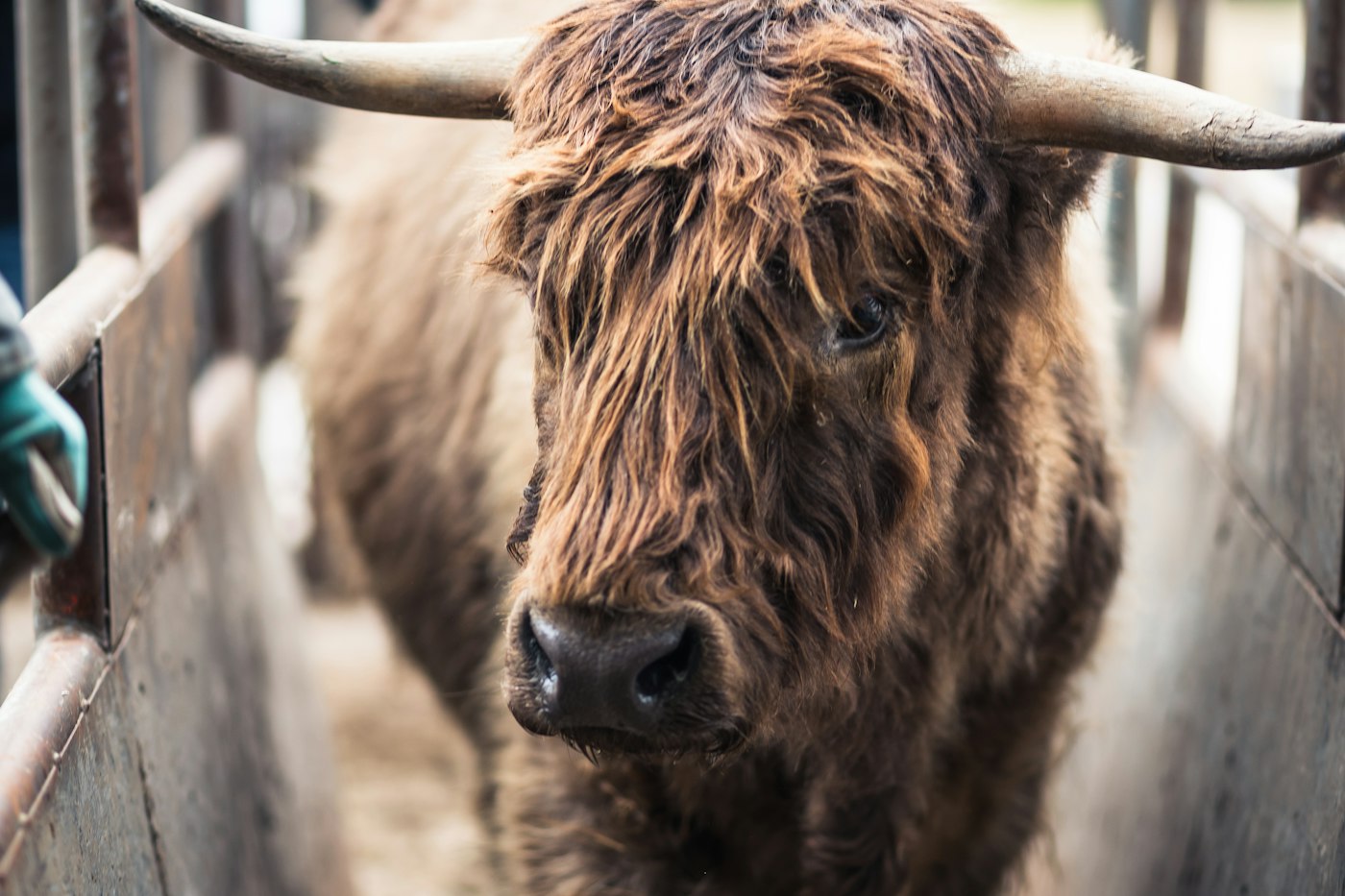 Animals, Pets & Veterinary case study