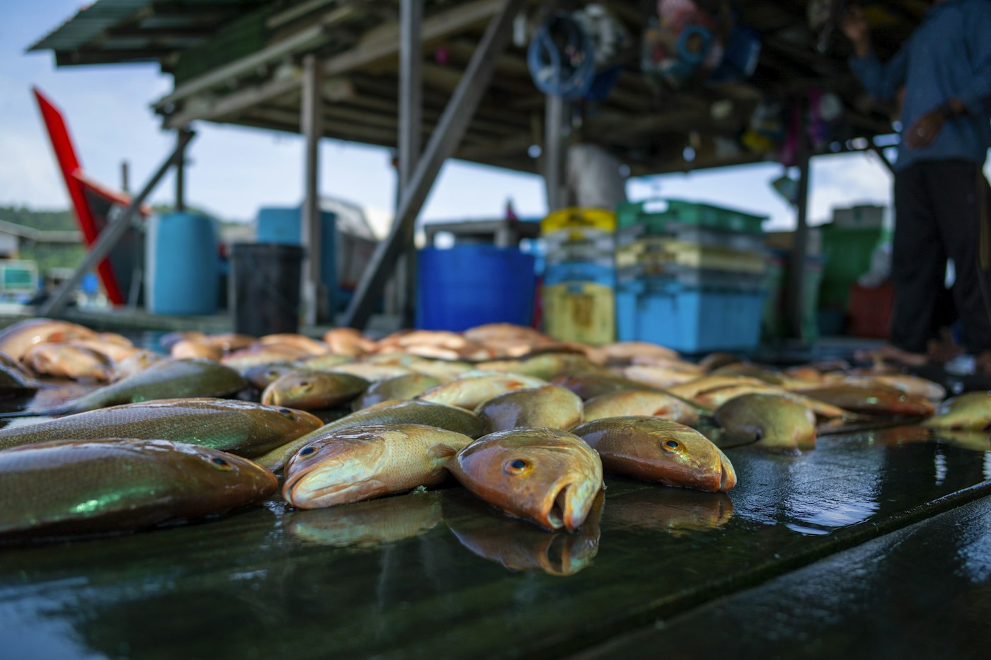 Aquaculture case study