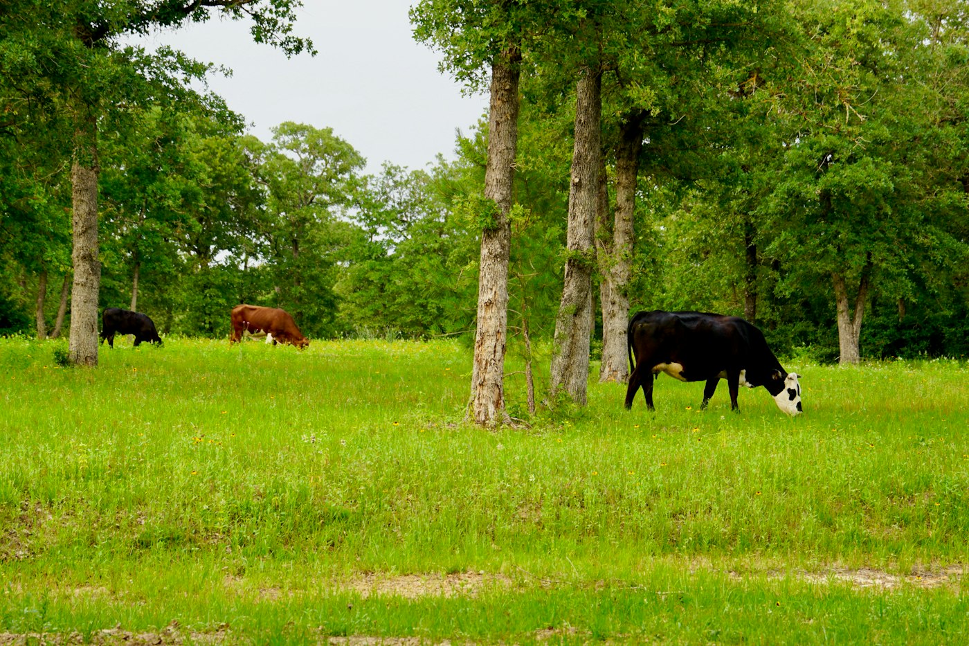 Livestock case study