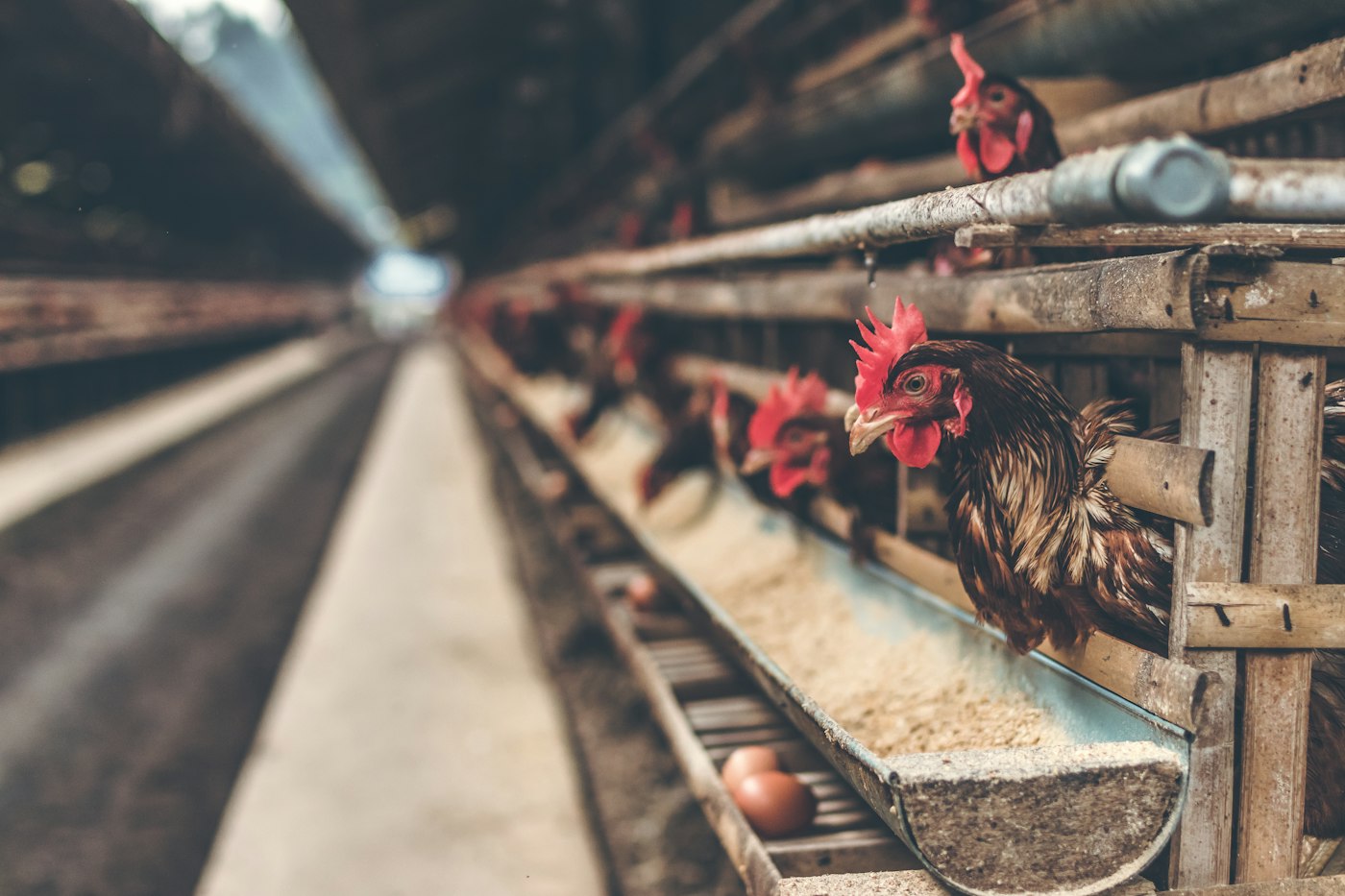 Poultry case study