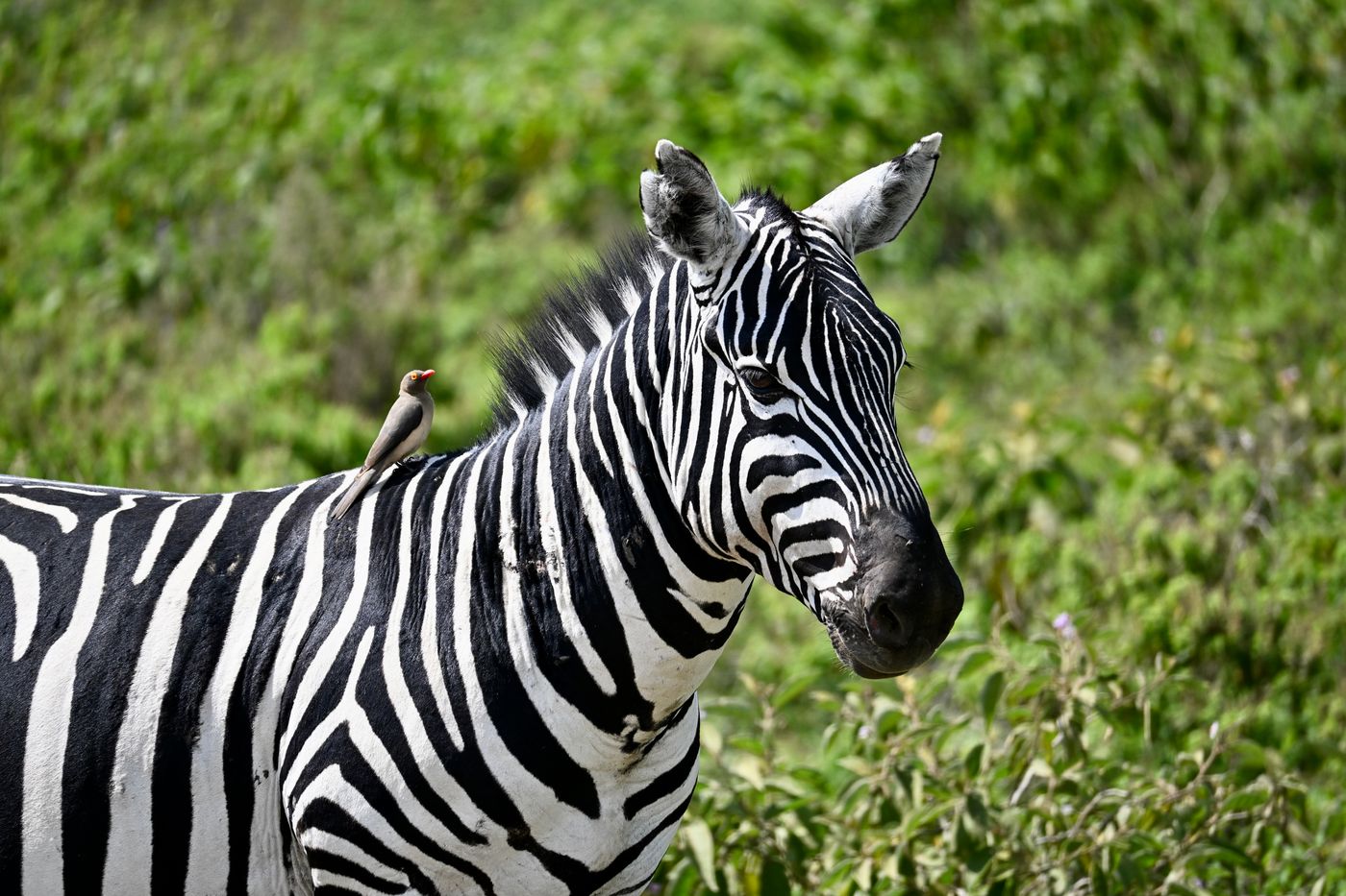 Kenya
